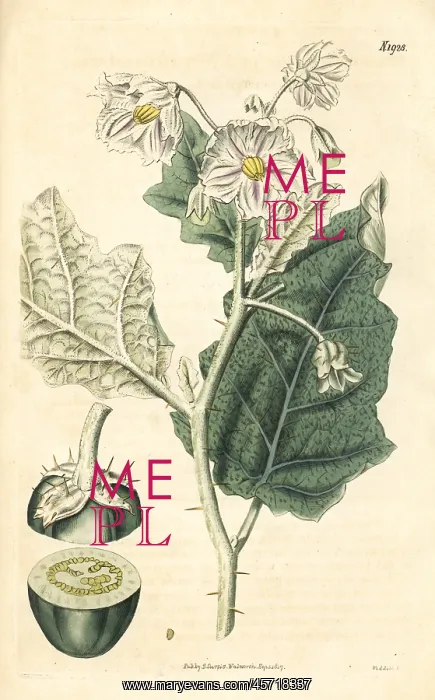 : White-margined nightshade, Solanum marginatum : White-margined nightshade, Solanum marginatum