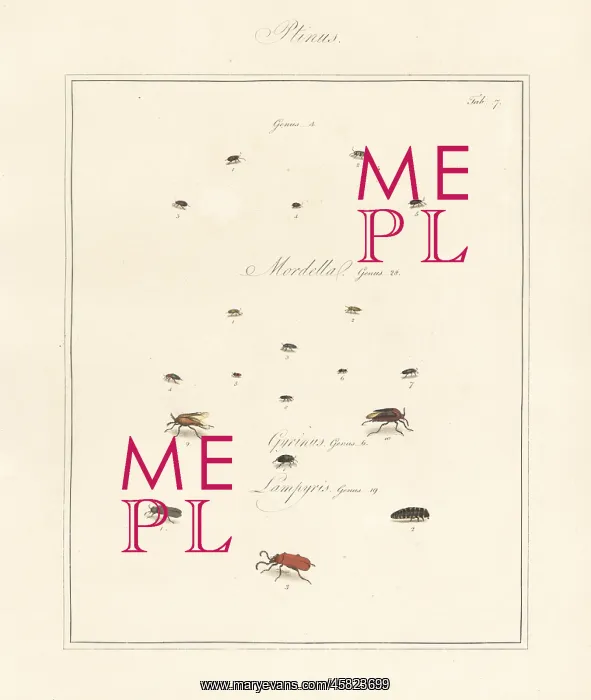 : White-marked spider beetle, whirligig beetle, glow worm, etc : White-marked spider beetle, whirligig beetle, glow worm, etc