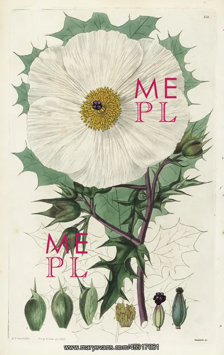 : White Mexican prickly poppy or Large-flowered : White Mexican prickly poppy or Large-flowered