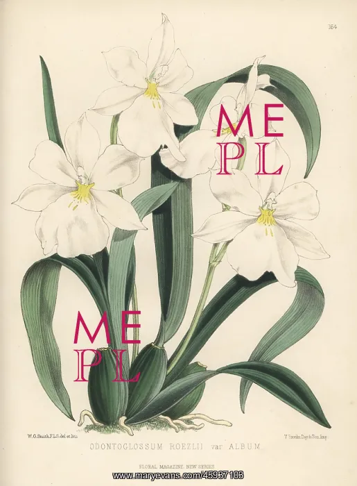 : White Miltoniopsis orchid, Miltoniopsis roezlii : White Miltoniopsis orchid, Miltoniopsis roezlii