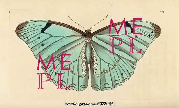 : White morpho, Morpho laertes : White morpho, Morpho laertes