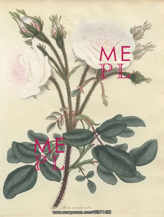 : White moss rose, Rosa muscosa alba : White moss rose, Rosa muscosa alba