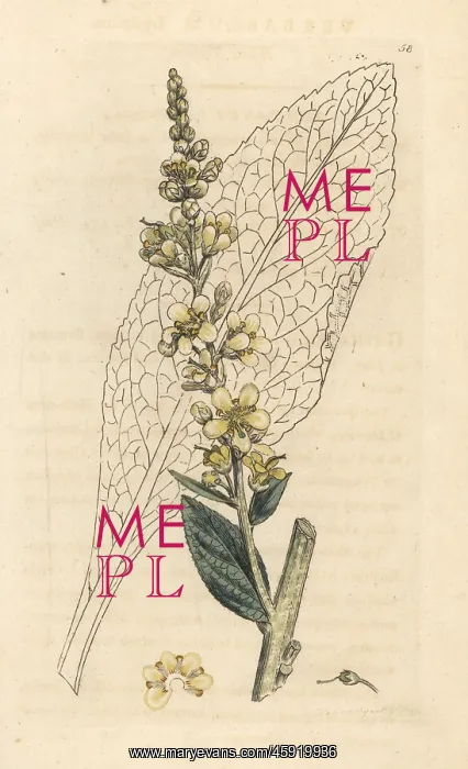 : White mullein, Verbascum lychnitis : White mullein, Verbascum lychnitis