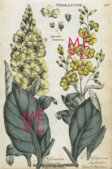 : White mullein, Verbascum thapsus, and hoary : White mullein, Verbascum thapsus, and hoary