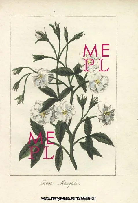: White musk rose, Rosa moschata : White musk rose, Rosa moschata