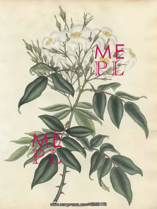  : White musk rose, Rosa moschata