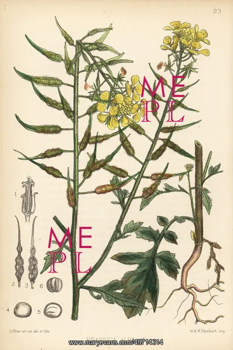 : White mustard, Brassica alba : White mustard, Brassica alba
