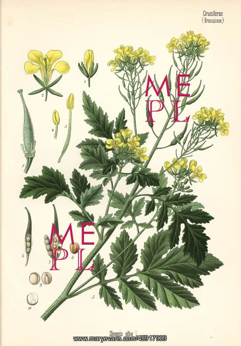 : White mustard, Sinapis alba : White mustard, Sinapis alba