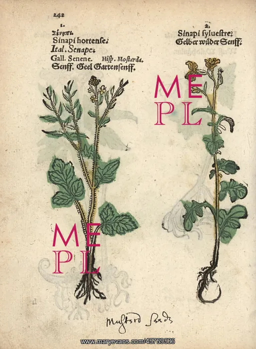 : White mustard, Sinapis alba, and hedge mustard : White mustard, Sinapis alba, and hedge mustard