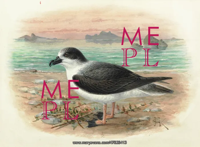 : White-naped Petrel, Pterodroma cervicalis : White-naped Petrel, Pterodroma cervicalis