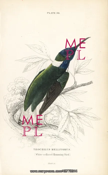 : White-necked jacobin, Florisuga mellivora : White-necked jacobin, Florisuga mellivora