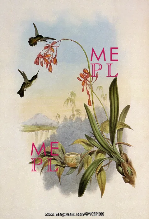: White-Necked Jacobin, Florisuga mellivora : White-Necked Jacobin, Florisuga mellivora