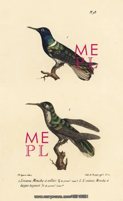 : White-necked jacobin and grey-breasted sabrewing : White-necked jacobin and grey-breasted sabrewing