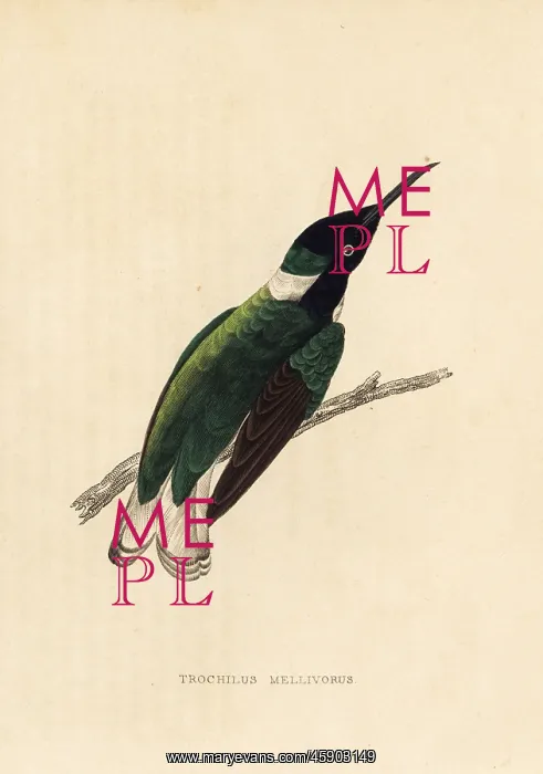 : White-necked Jacobin hummingbird, Florisuga mellivora : White-necked Jacobin hummingbird, Florisuga mellivora