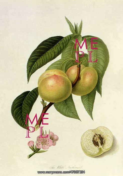  : White Nectarines