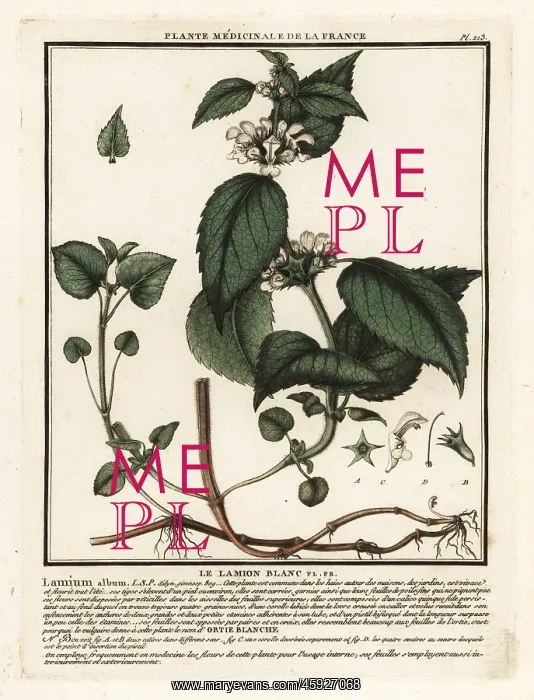 : White nettle, Lamium album : White nettle, Lamium album