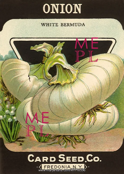  : White Onion Seed Packet