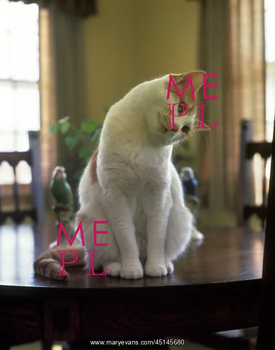 : White and Orange Tabby Cat Sitting on Dining Room : White and Orange Tabby Cat Sitting on Dining Room