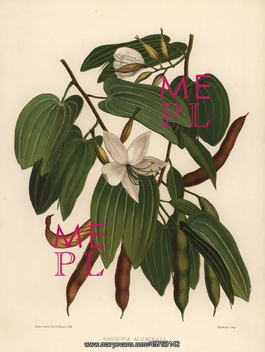 : White orchid-tree, Bauhinia acuminata : White orchid-tree, Bauhinia acuminata