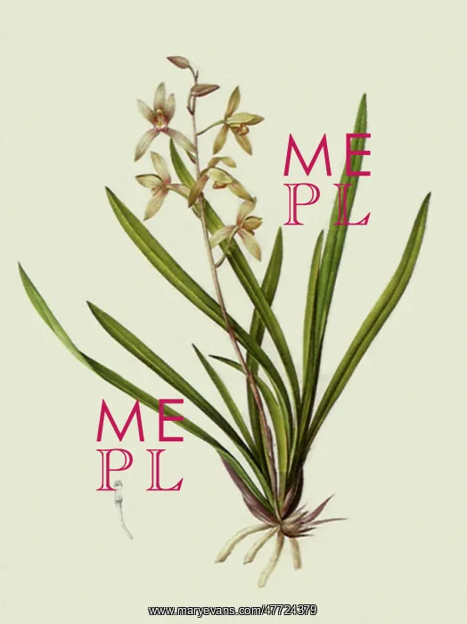 : White Orchidaceae : White Orchidaceae