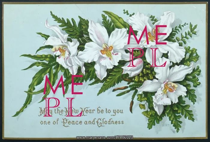 : White Orchids with New Year greeting : White Orchids with New Year greeting