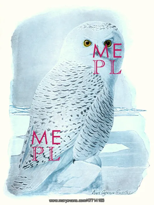 : White Owl in the Snow : White Owl in the Snow