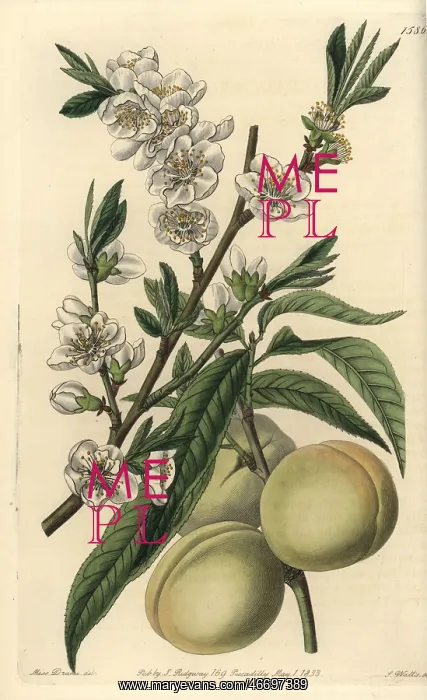 : White peach, Amygdalus persica alba : White peach, Amygdalus persica alba