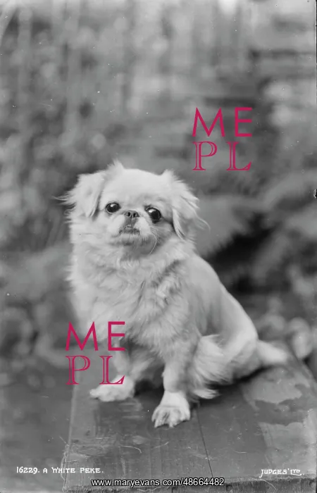: A White Pekingese Dog : A White Pekingese Dog