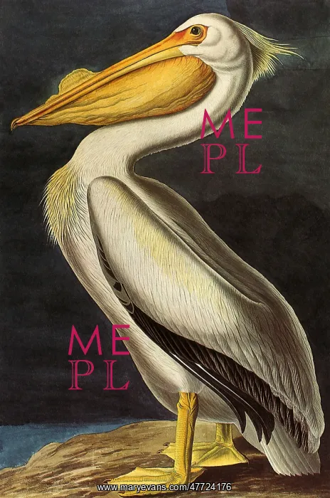 : White Pelican, Pelecanus erythrorhynchos : White Pelican, Pelecanus erythrorhynchos
