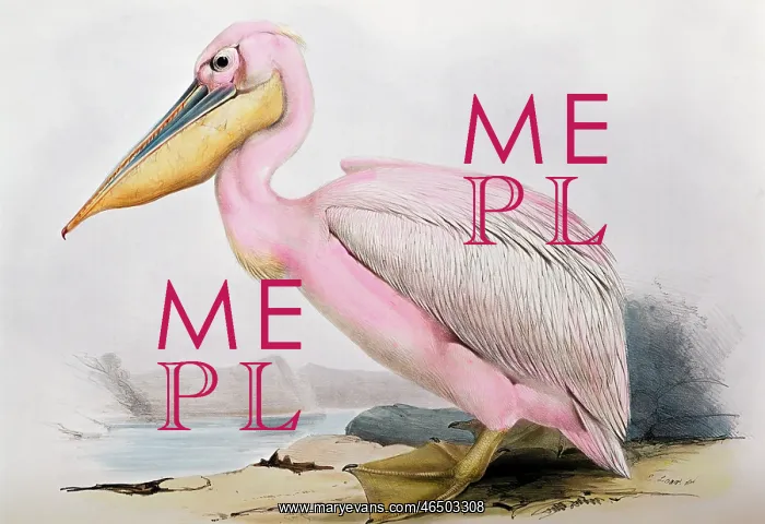 : White Pelican (Pelecanus onocrotalus) : White Pelican (Pelecanus onocrotalus)