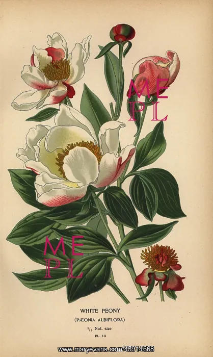 : White peony, Paeonia lactiflora : White peony, Paeonia lactiflora