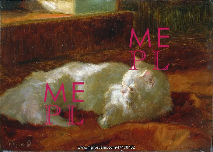 : White Persian Cat : White Persian Cat