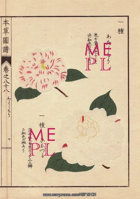 : White and pink camellias, Watashi mori and : White and pink camellias, Watashi mori and