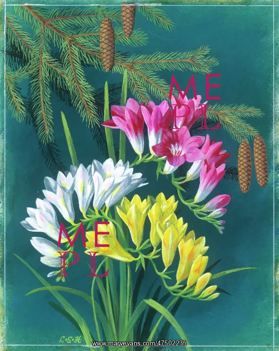 : White, pink and yellow freesias : White, pink and yellow freesias