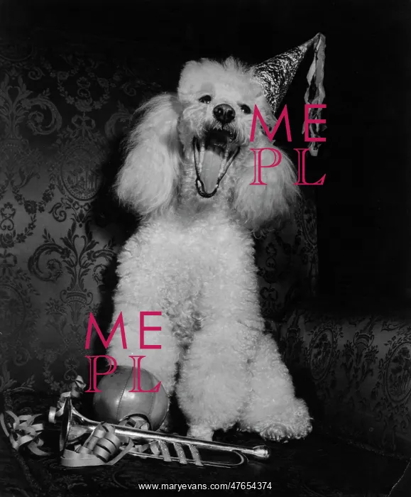 : White poodle in a party hat : White poodle in a party hat