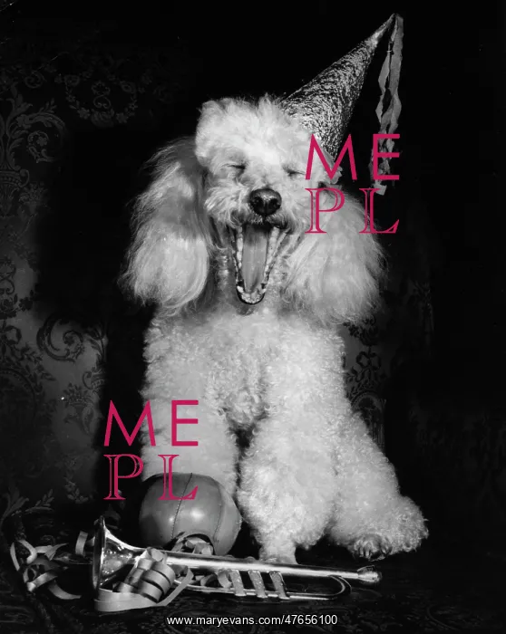 : White poodle in a party hat : White poodle in a party hat