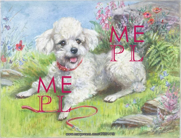 : White poodle puppy with a lead on the grass : White poodle puppy with a lead on the grass