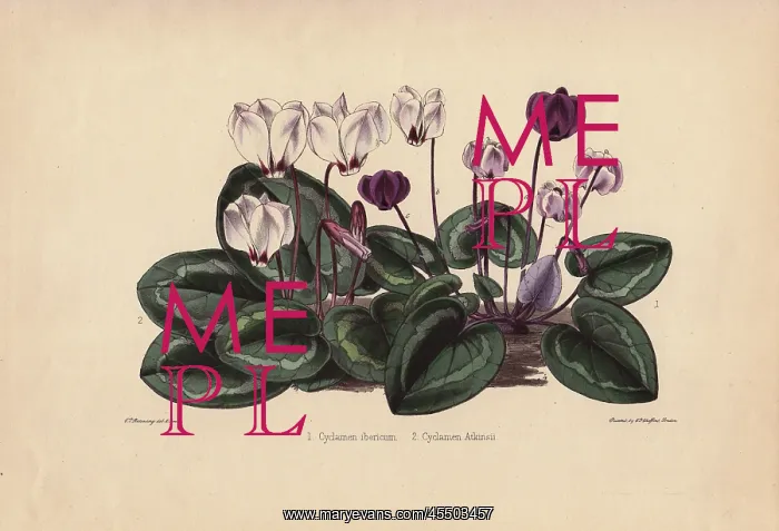 : White and purple cyclamens Cyclamen ibericum : White and purple cyclamens Cyclamen ibericum