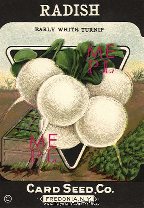  : White Radish Seeds