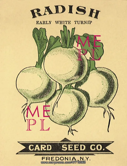  : White Radishes
