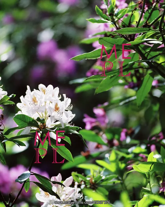 : White rhodedendron flower : White rhodedendron flower