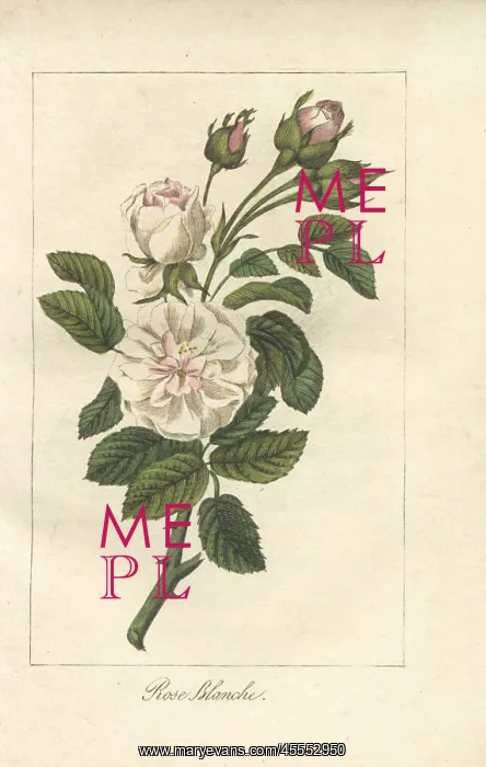 : White rose, Rosa alba : White rose, Rosa alba