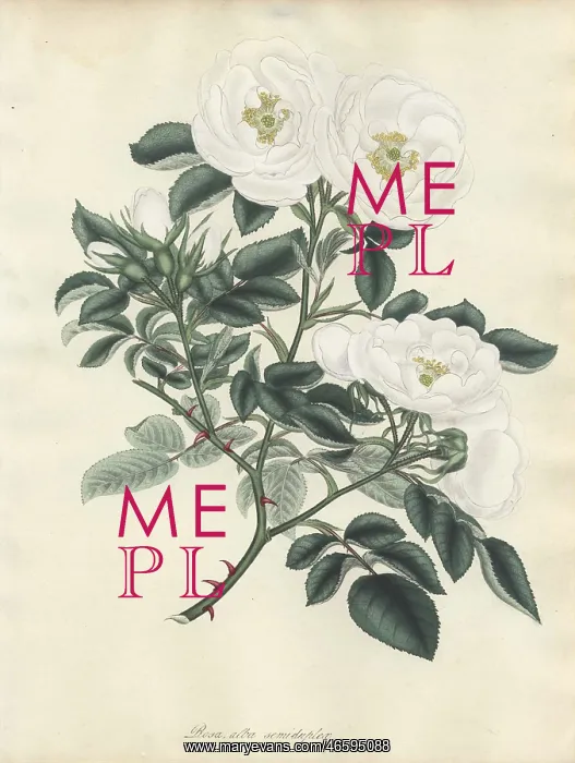 : White rose, Rosa alba semi-duplex : White rose, Rosa alba semi-duplex
