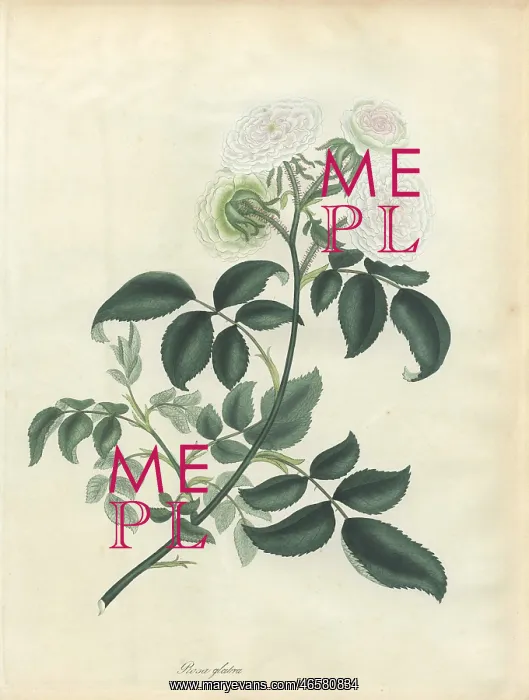 : White rose, Rosa glabra : White rose, Rosa glabra