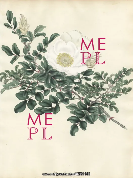 : White rose, Rosa lucida : White rose, Rosa lucida