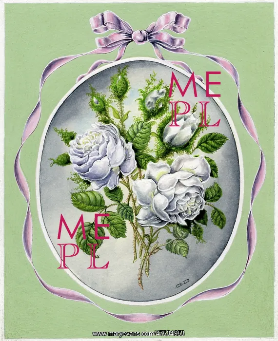 : White Roses and Pink Ribbon : White Roses and Pink Ribbon