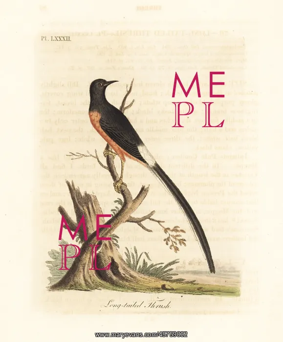 : White-rumped shama, Copsychus malabaricus : White-rumped shama, Copsychus malabaricus