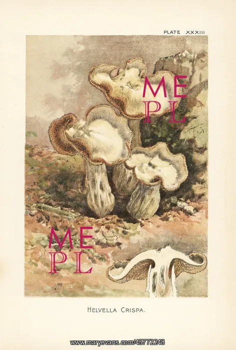 : White saddle or elfin saddle mushroom, Helvella crispa : White saddle or elfin saddle mushroom, Helvella crispa
