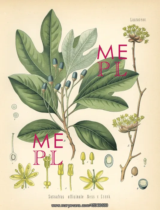 : White sassafras, Sassafras albidum : White sassafras, Sassafras albidum