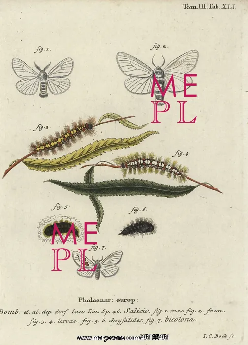 : White satin and white prominent moths : White satin and white prominent moths